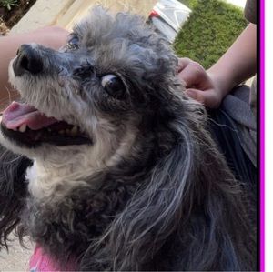 Meet your Posher, Mason